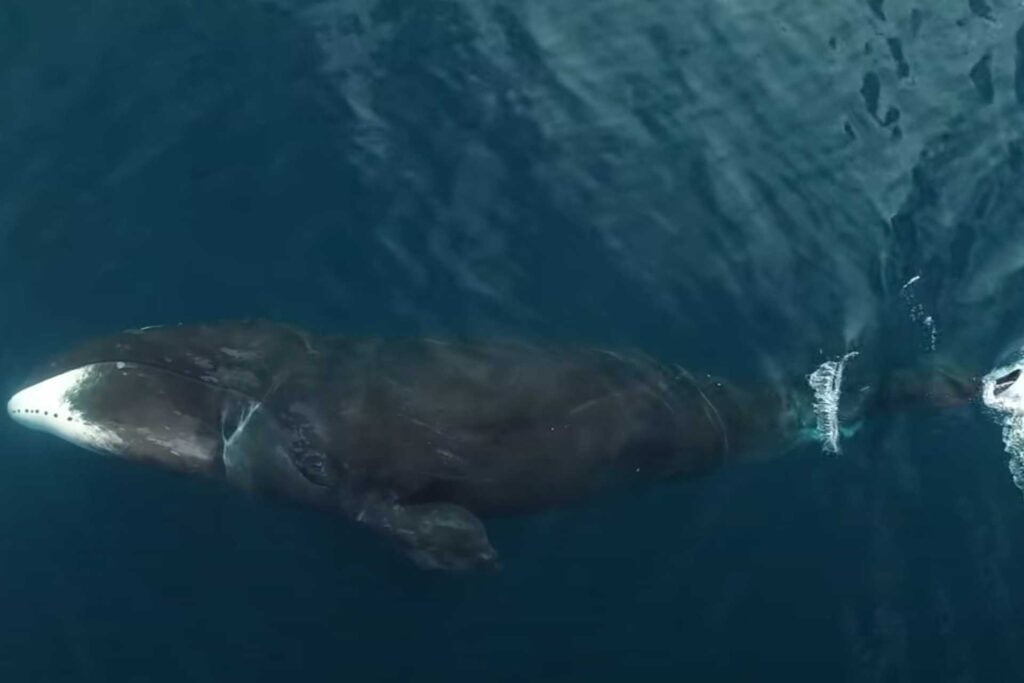 the oldest whale on Earth