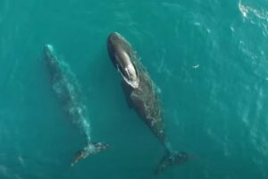 bowhead whale