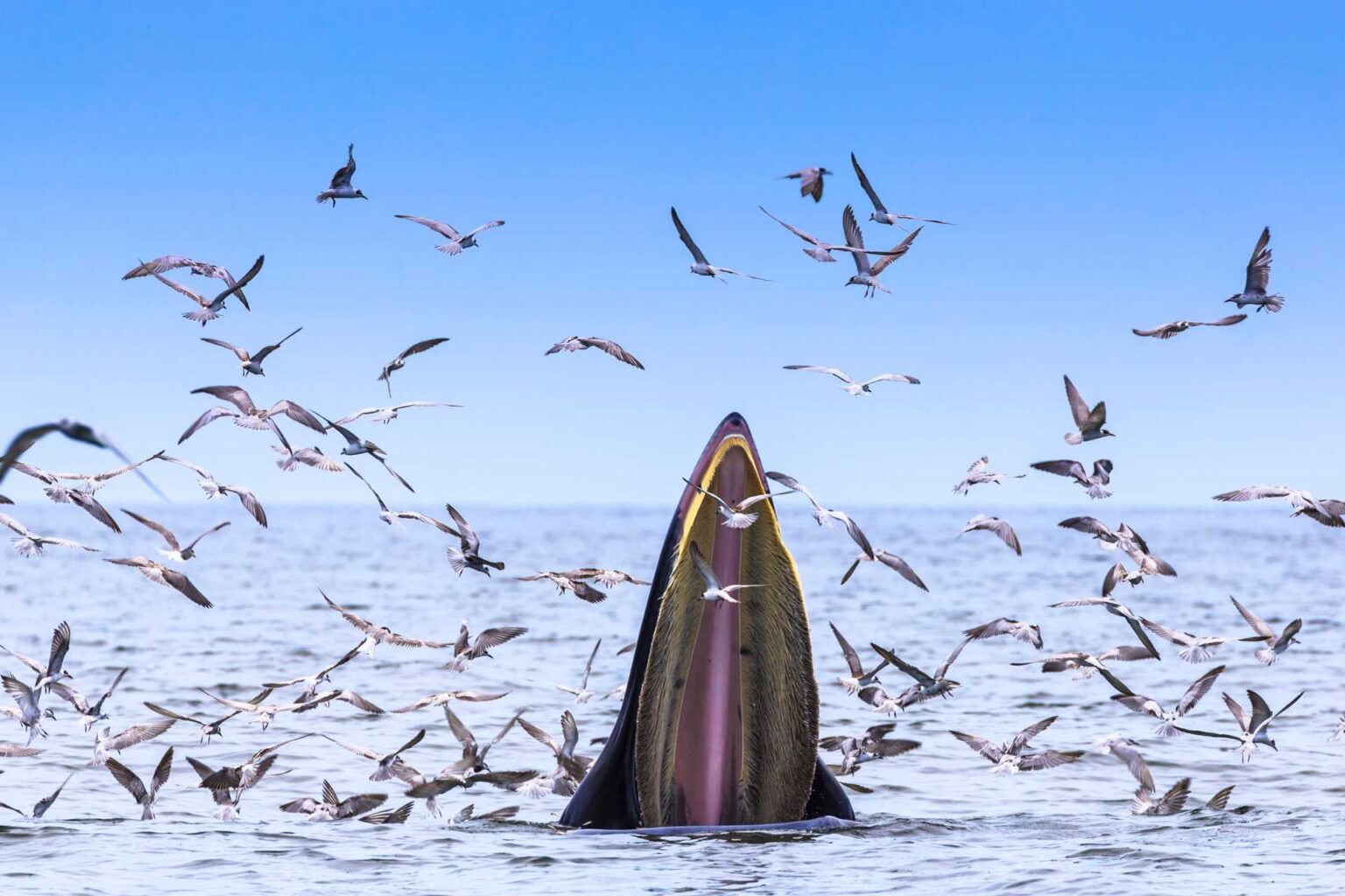 bryde-s-whale-giants-of-the-warm-seas-guides-destinations-gear