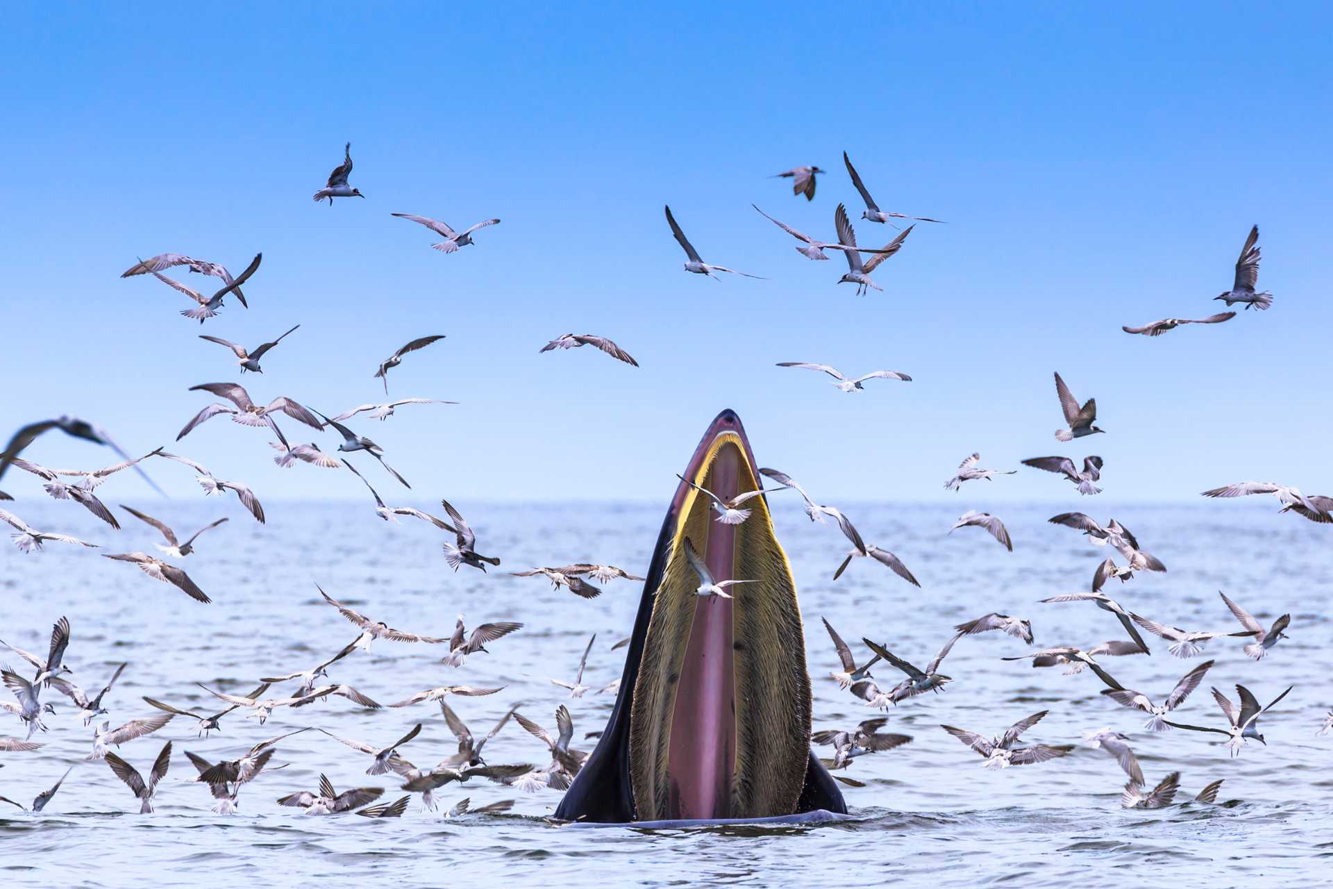 Bryde's Whale