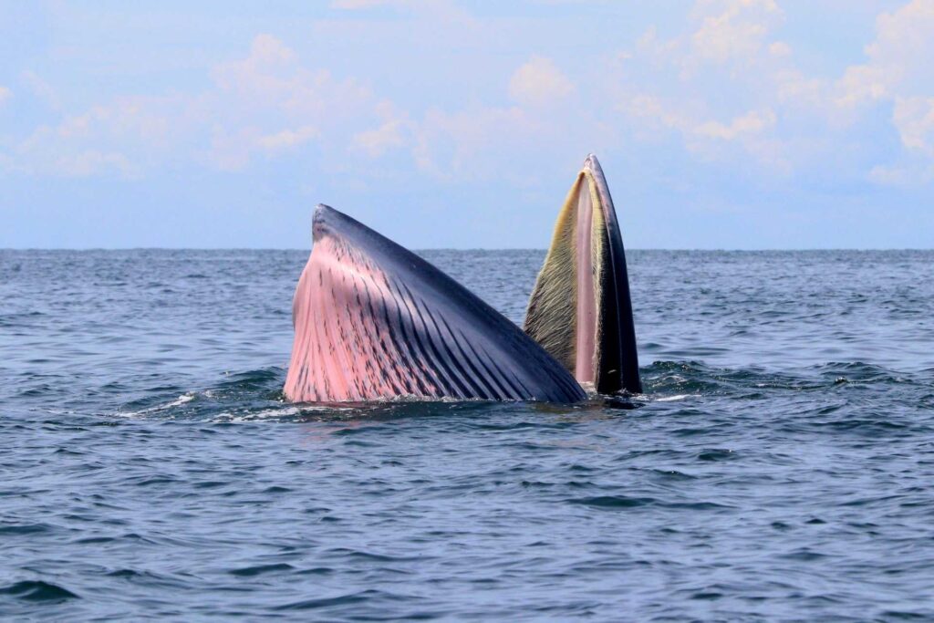 three parallel rows of baleen plates