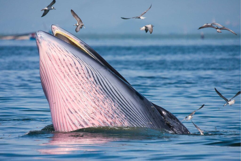 Brydes Whale