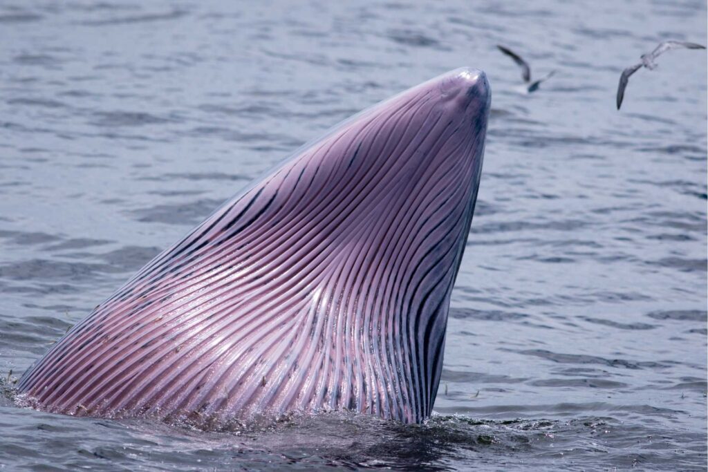 Bryde's Whale