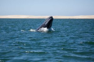 gray whale