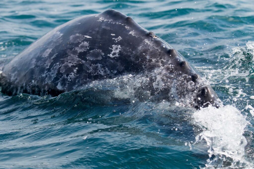 gray whale migration