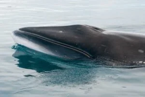 minke whale