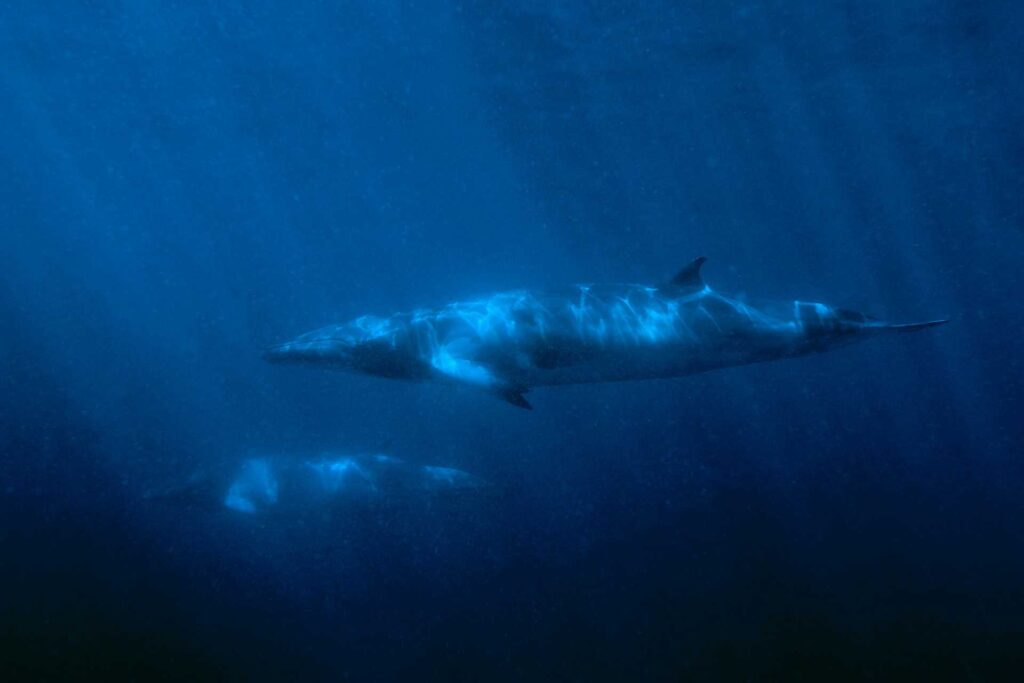 Minke_Whale