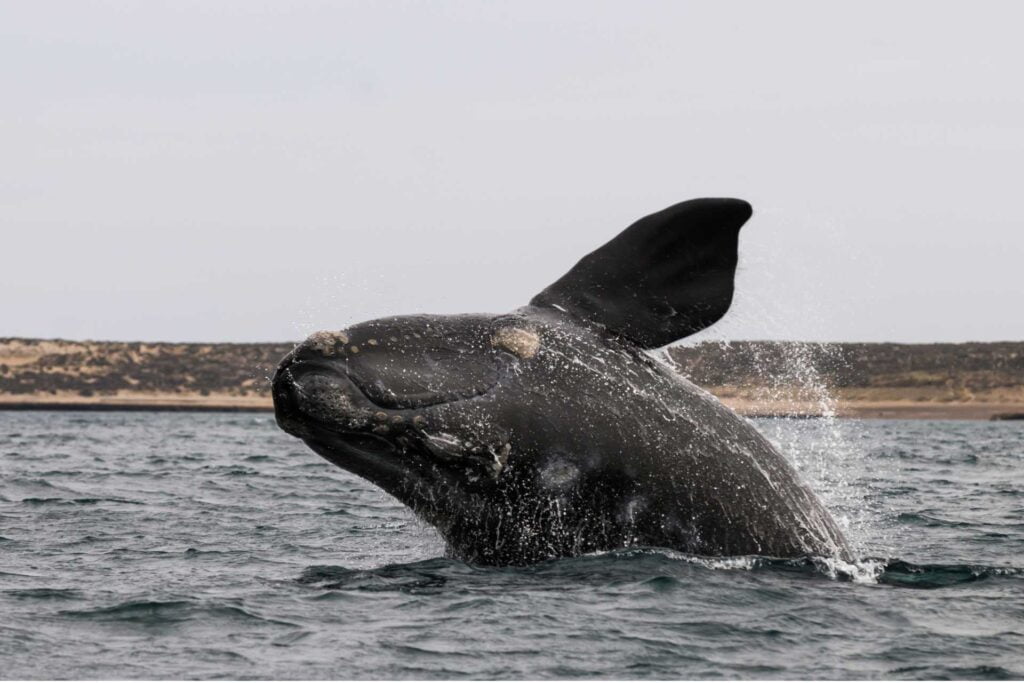 Right Whale