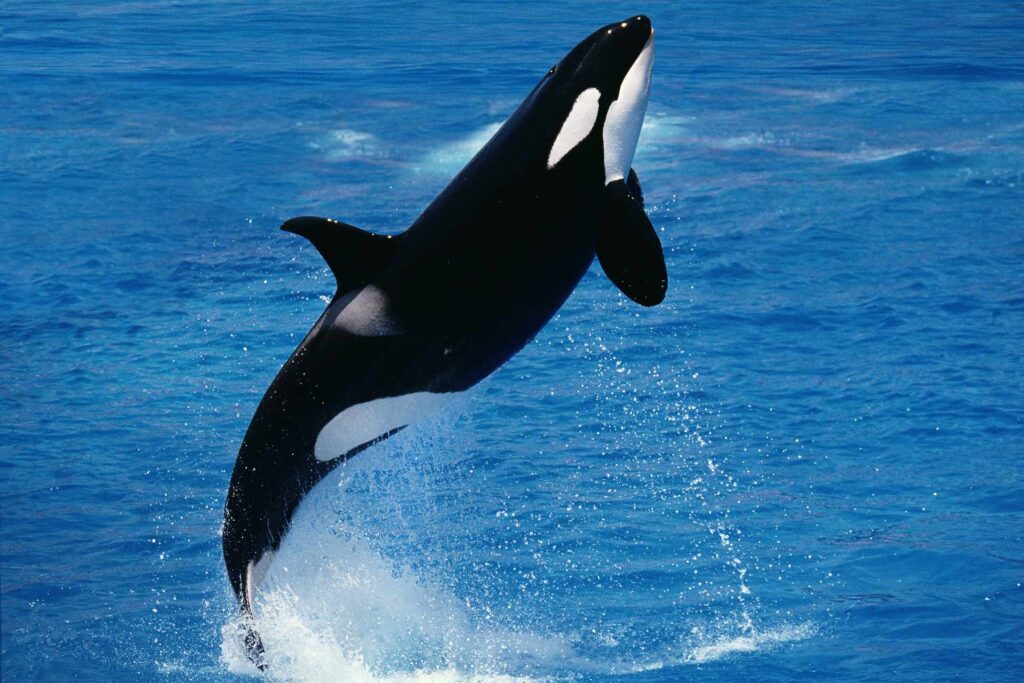 snorleling with orcas in norway