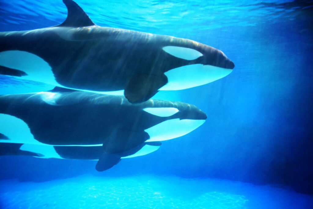 snorkeling with orca