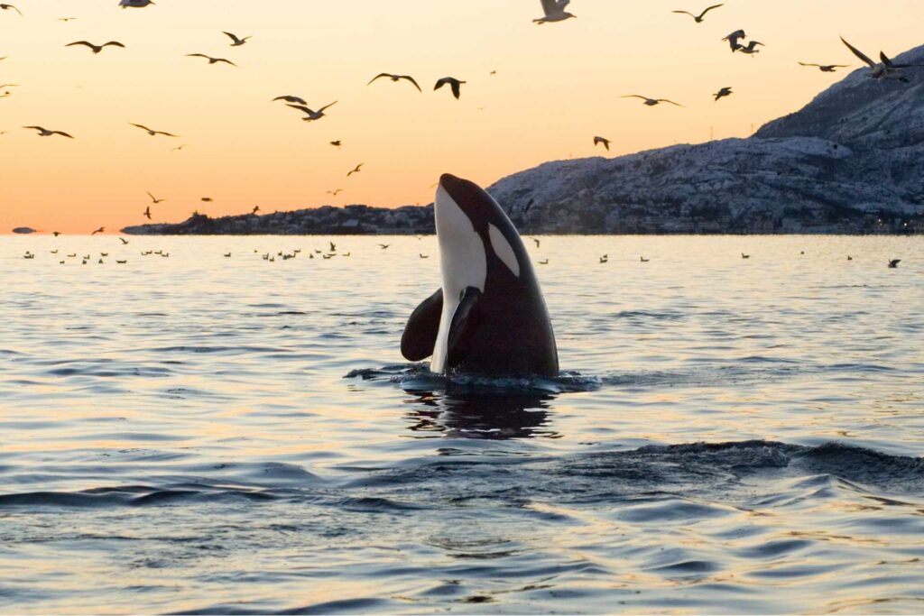 snorkelling with orcas