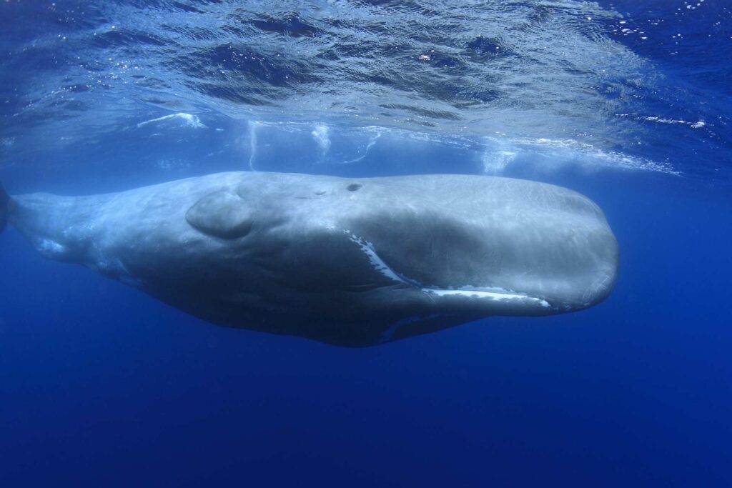 Sperm Whales: The Gentle Giants of the Ocean Depths - Guides ...