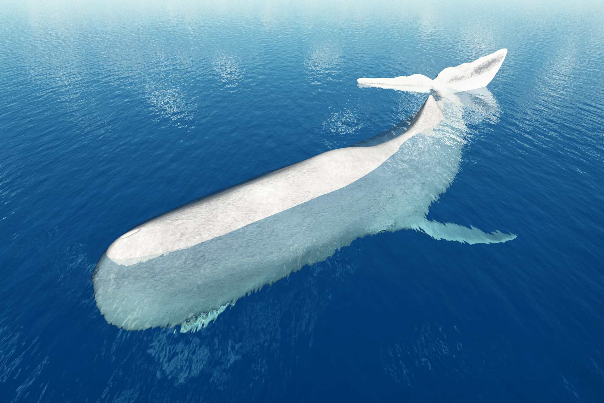 sperm whale