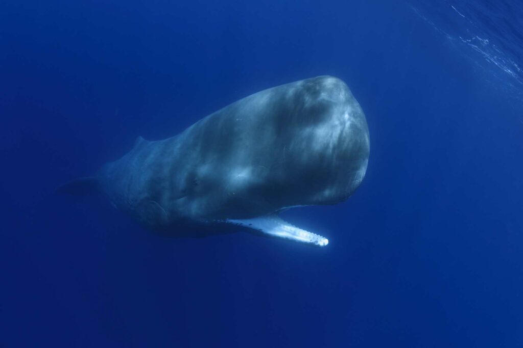 sperm whale