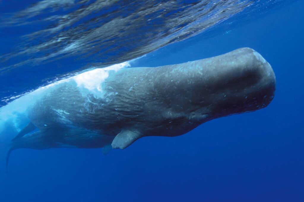 sperm whales