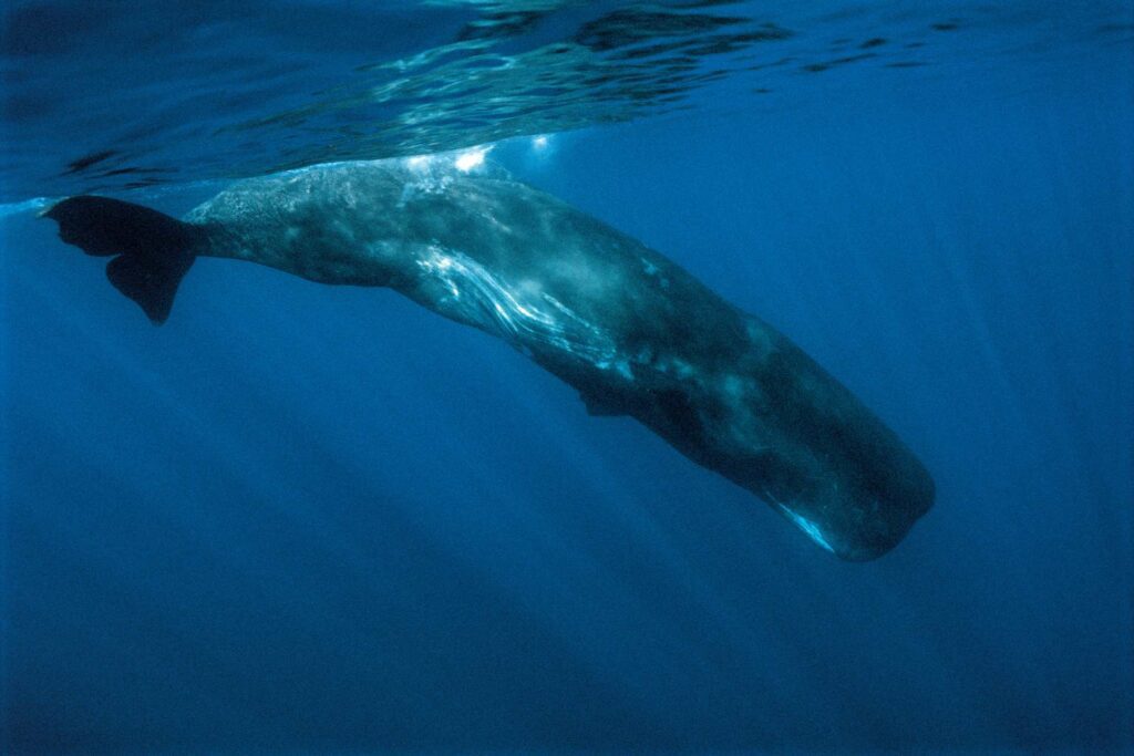 sperm whale