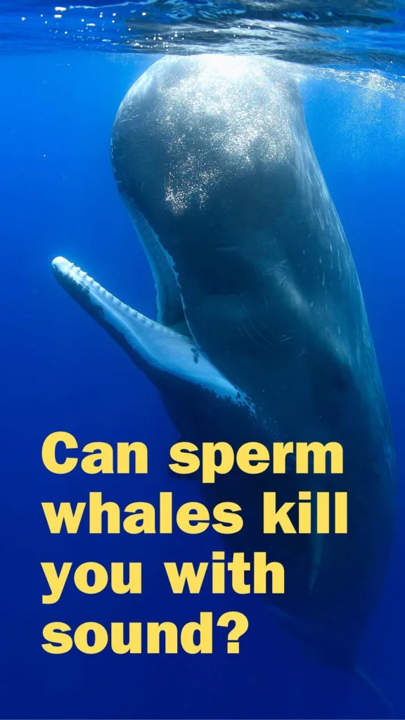 Can sperm whales kill you with sound?