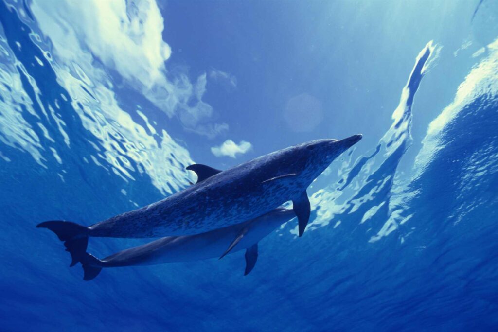 Spotted Dolphin