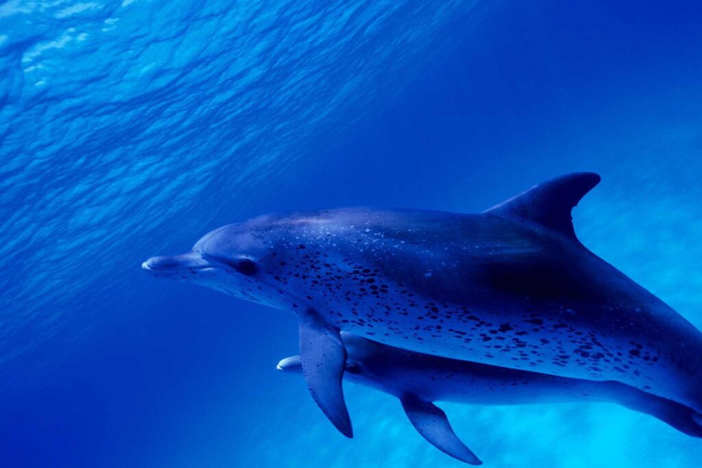 spotted dolphins