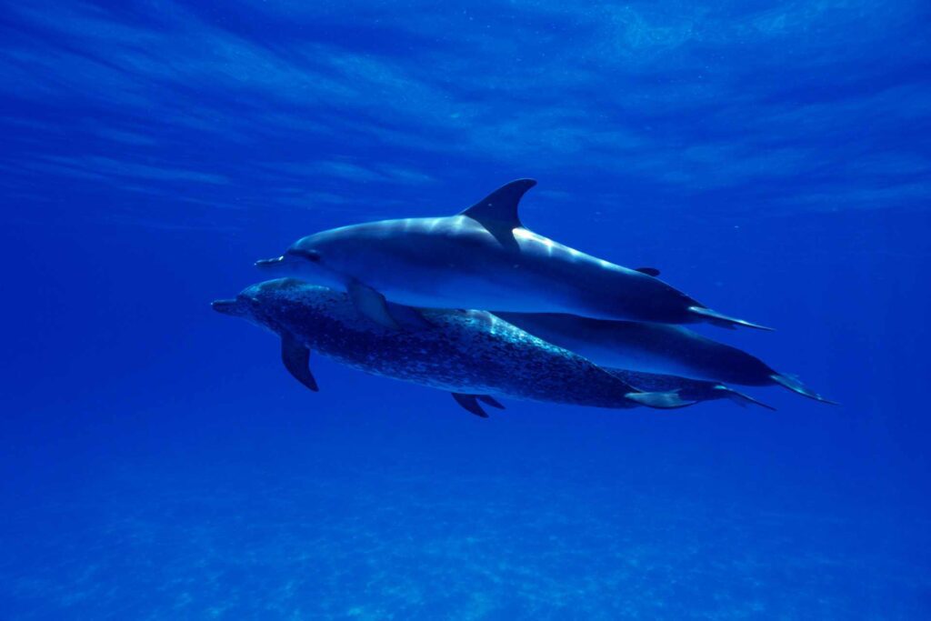 swimming with dolphins