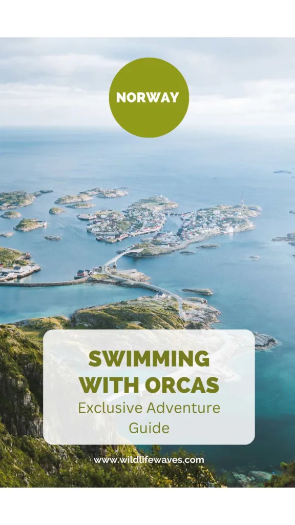 swimming with orcas in norway