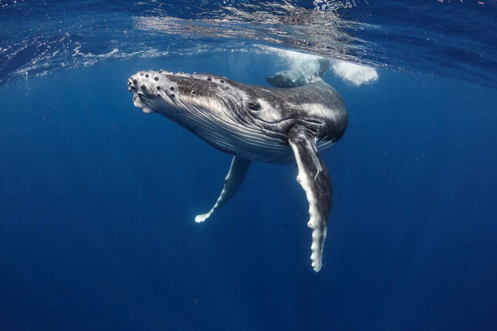 swimming with whales