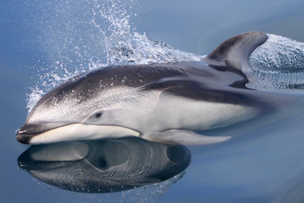 white sided dolphins