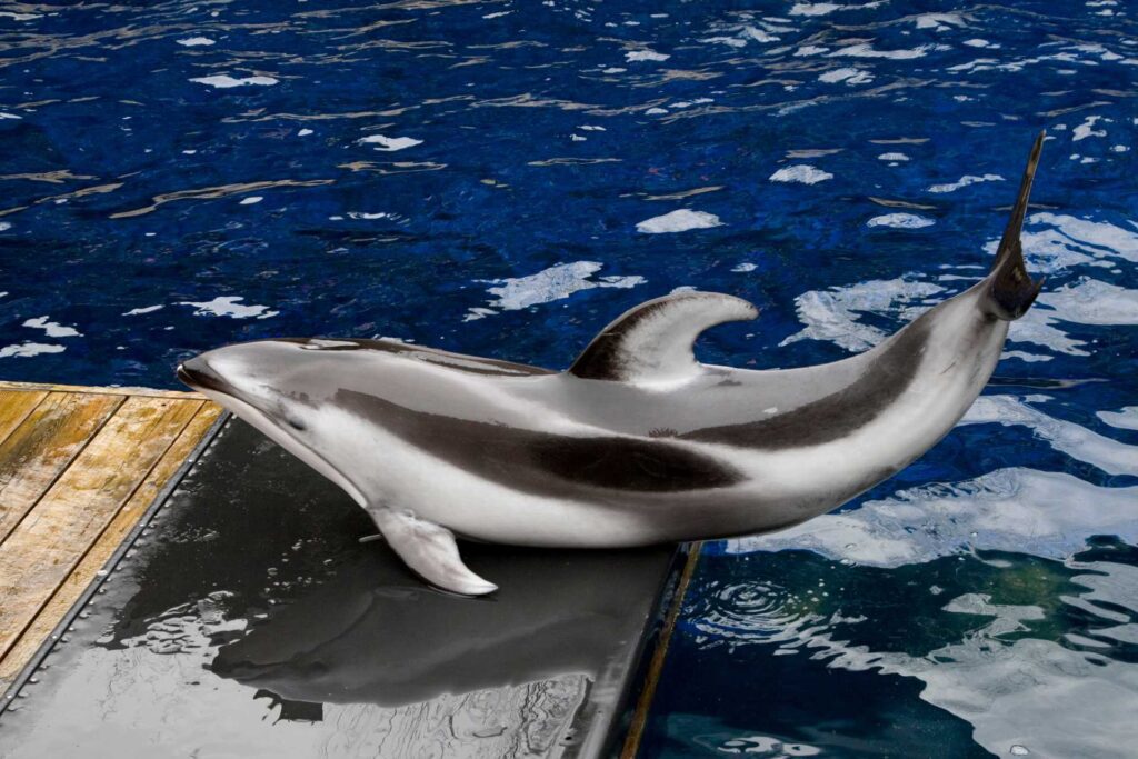 white sided dolphin