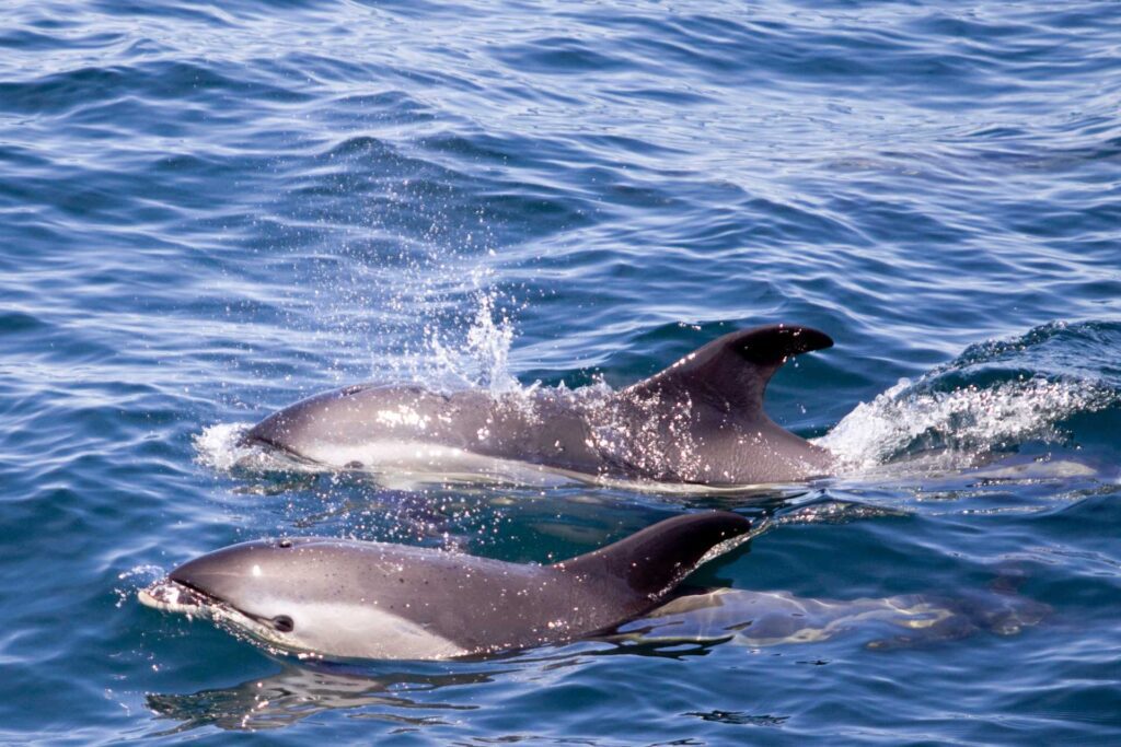 Athlantic White-Sided Dolphin