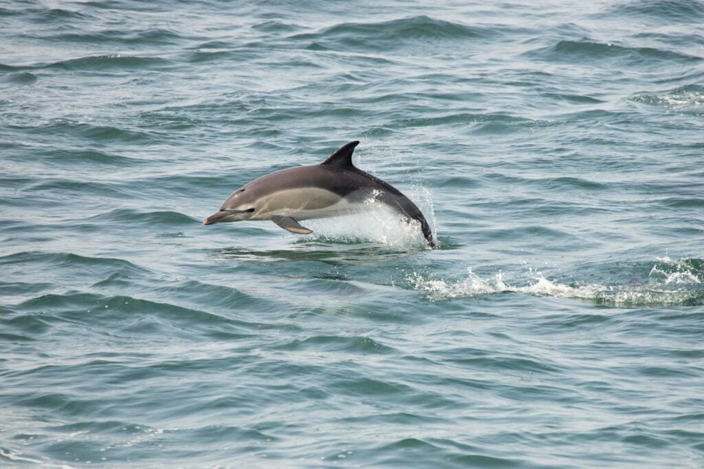 White-Sided_Dolphin