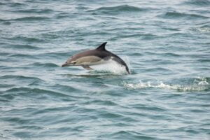 White-Sided_Dolphin