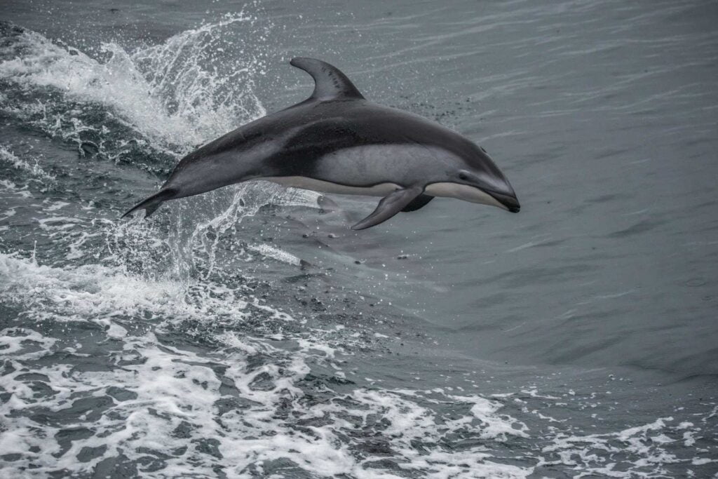 White-Sided Dolphin