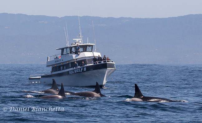 Monterey Bay Whale Watching Adventure