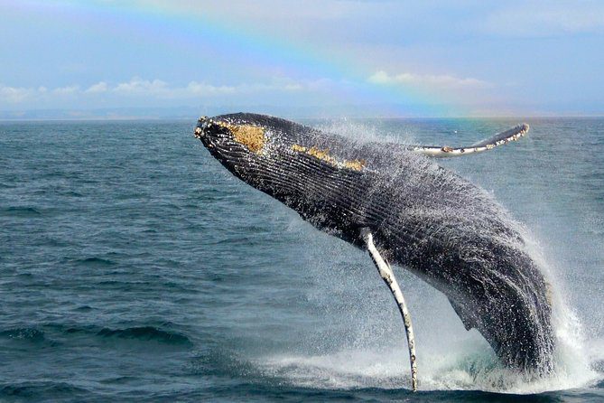 Monterey Bay Whale Watching Adventure