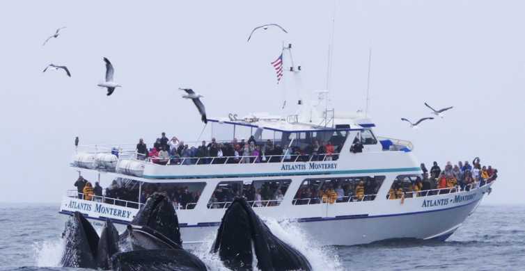 Monterey Bay Whale Watching Adventure