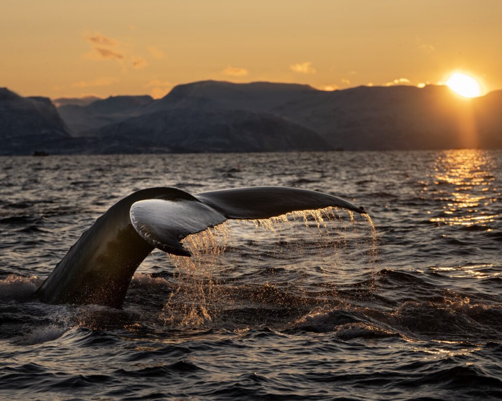 swimming with orcas in norway