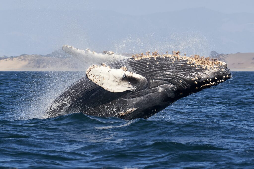 Newport Beach Whale Watching: Unveiling the Best Time of Day