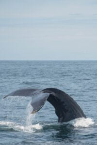 Newport Beach Whale Watching: Unveiling the Best Time of Day