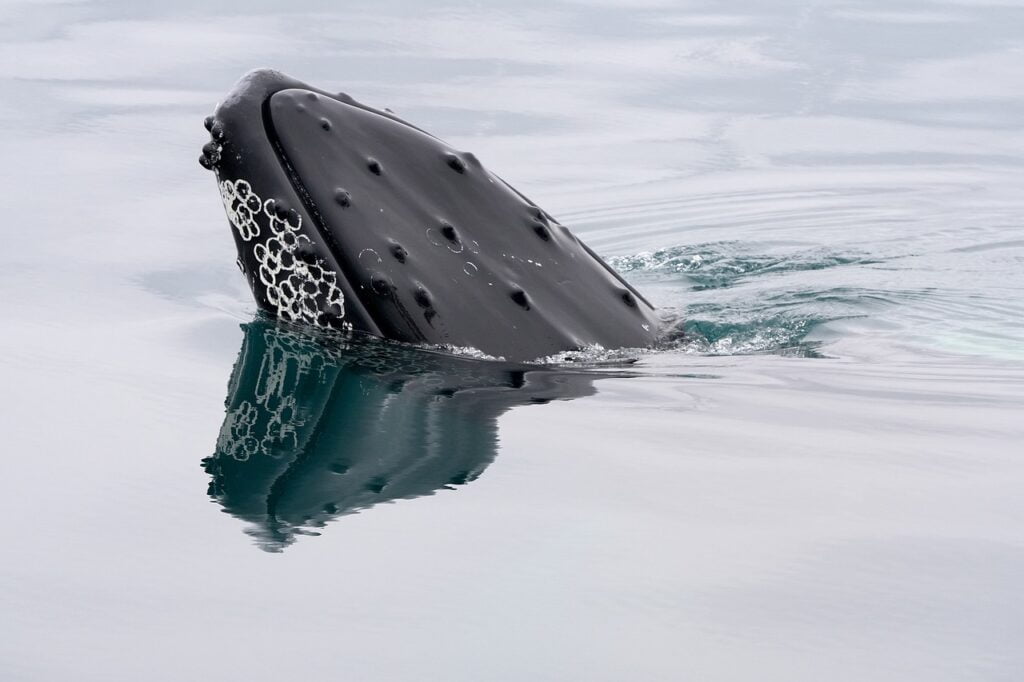 snorkling with whales