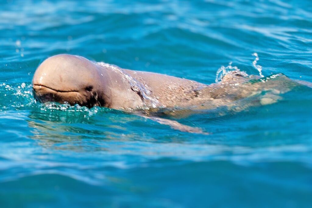 snubfin dolphin