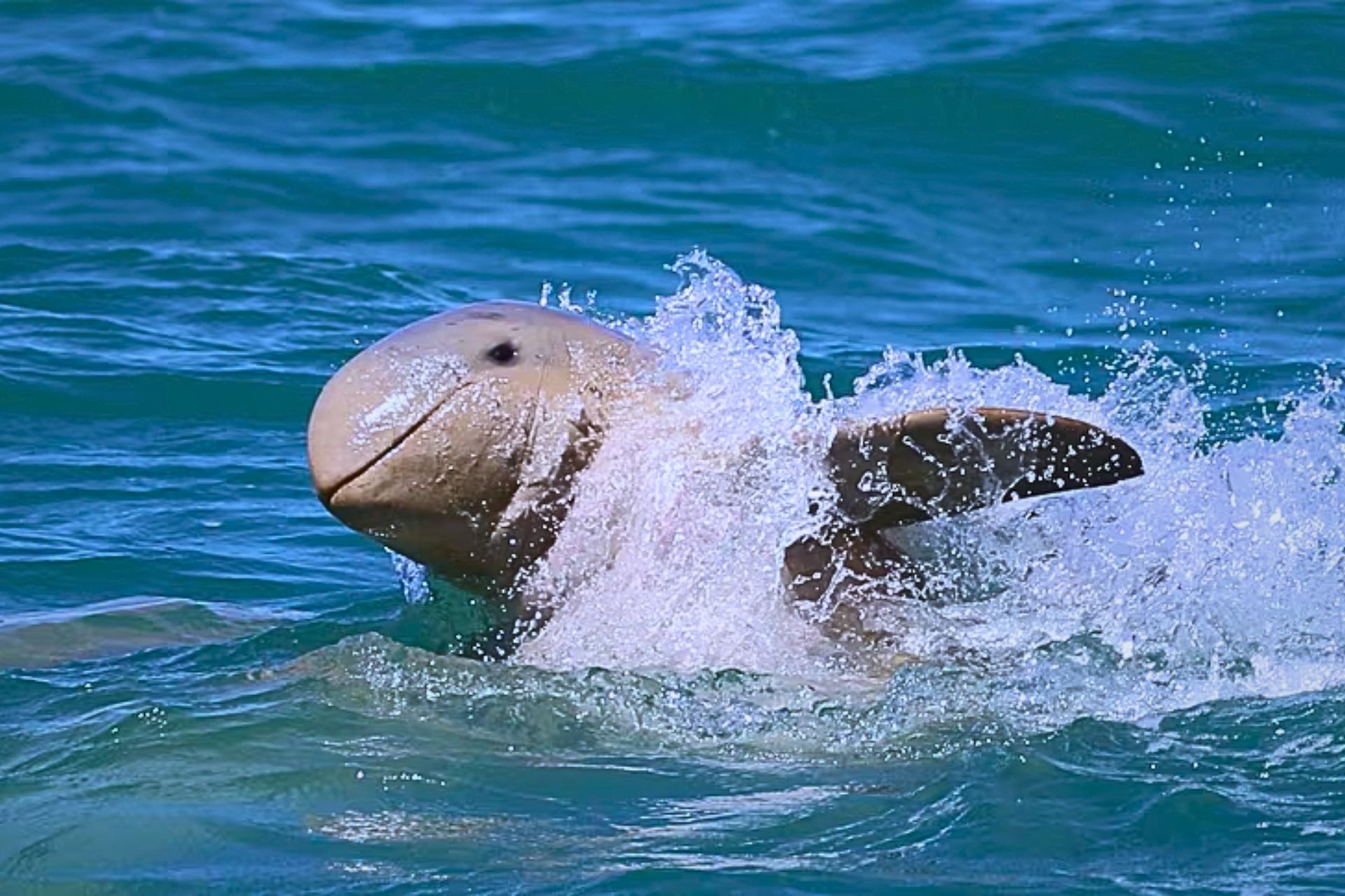 The Biology Of The Australian Snubfin Dolphin - Guides | Destinations ...