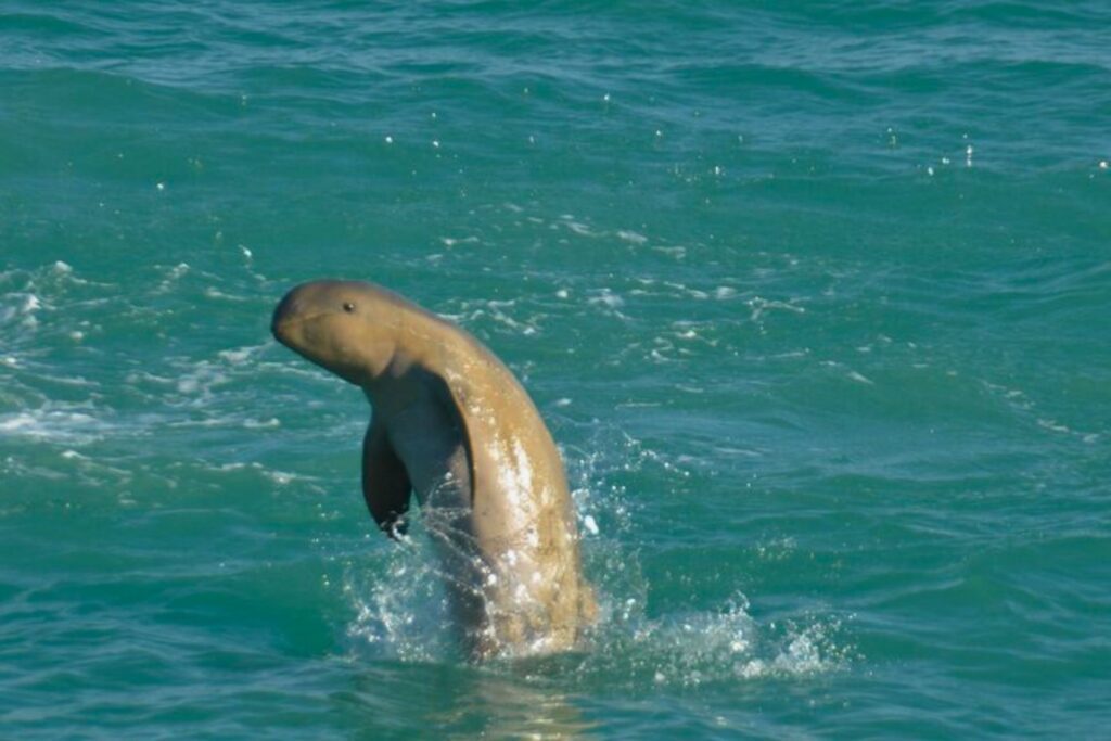 australian snubfin dolphin