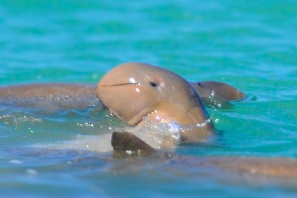 australian snubfin dolphins