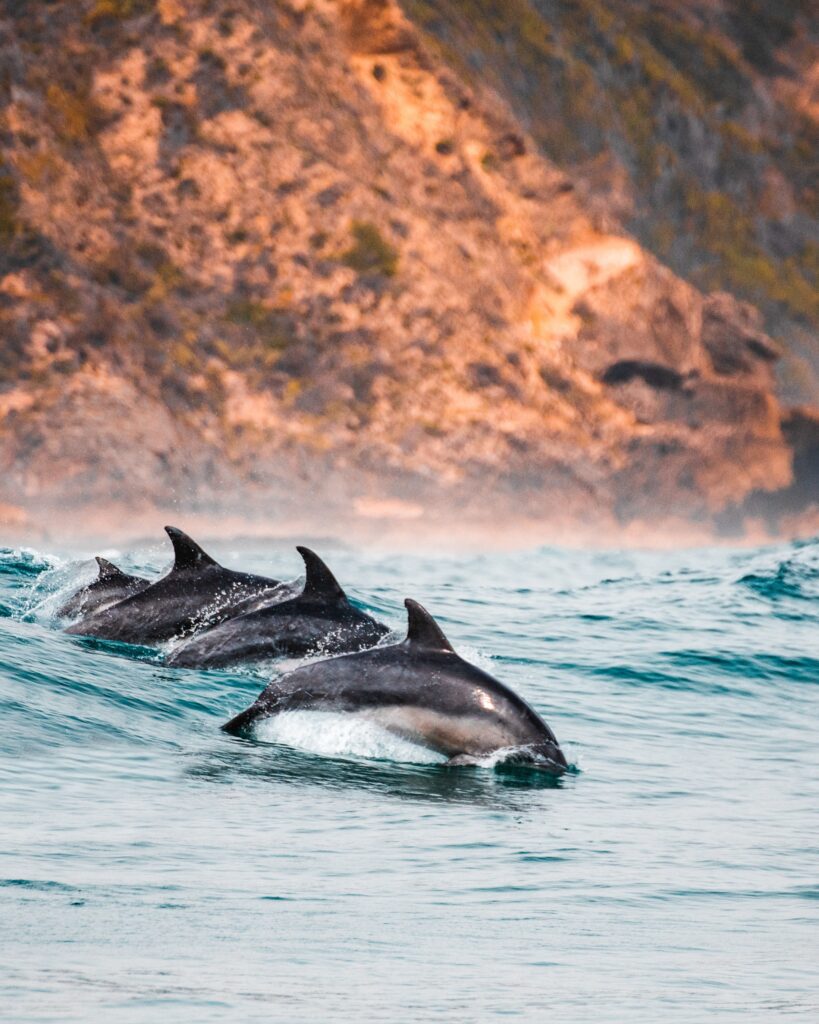 swimming with orcas in norway