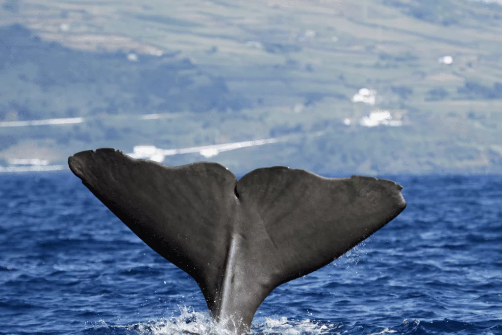 Azores whales and dolphins