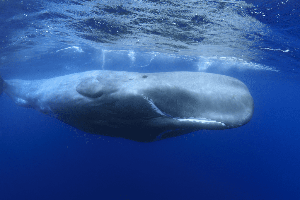 whales azores