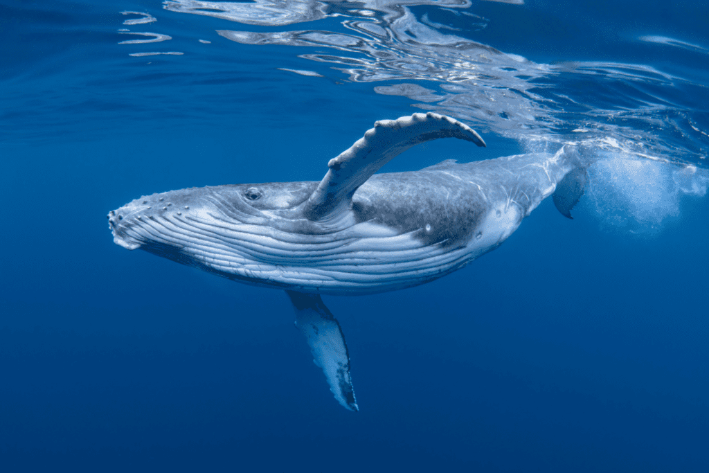 whale watching Azores