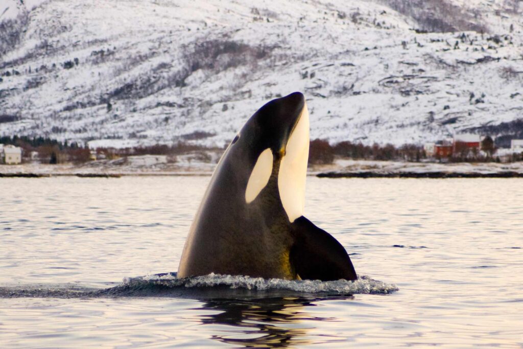 Orca Tours Iceland