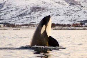 Orca Tours Iceland: A Guide to Responsible Whale Watching