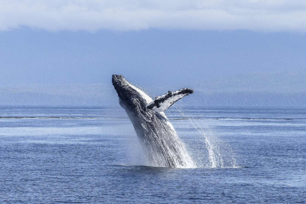 whale watching photo